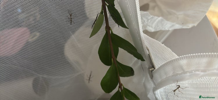 Stick Insects invertebrates - Advert 1