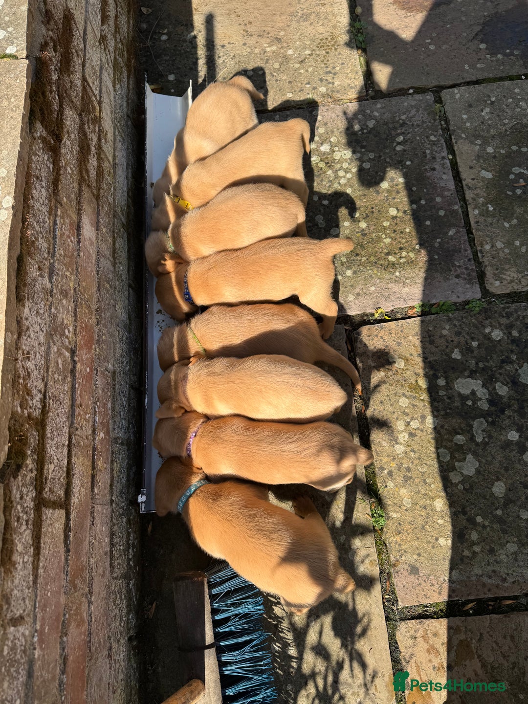 Labrador Retriever dogs for sale: 6 Pedigree Fox Red Labrador Puppies - Image 4