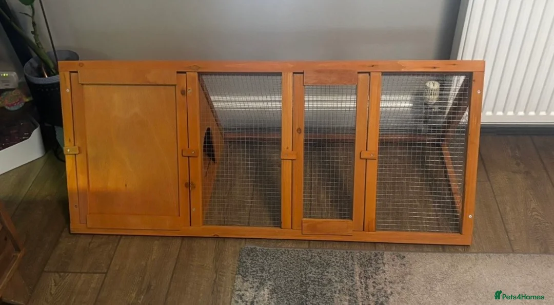 Tortoise reptiles for sale: 1 year old Horsfield Tortoise with enclosure etc - Advert 11