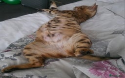 Bengal cats for sale: Stunning bengal female cat 1 year old 🐈  - Image 5