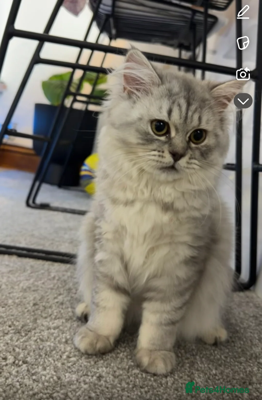 British Longhair cats for sale: British long hair in rugby - Advert 5