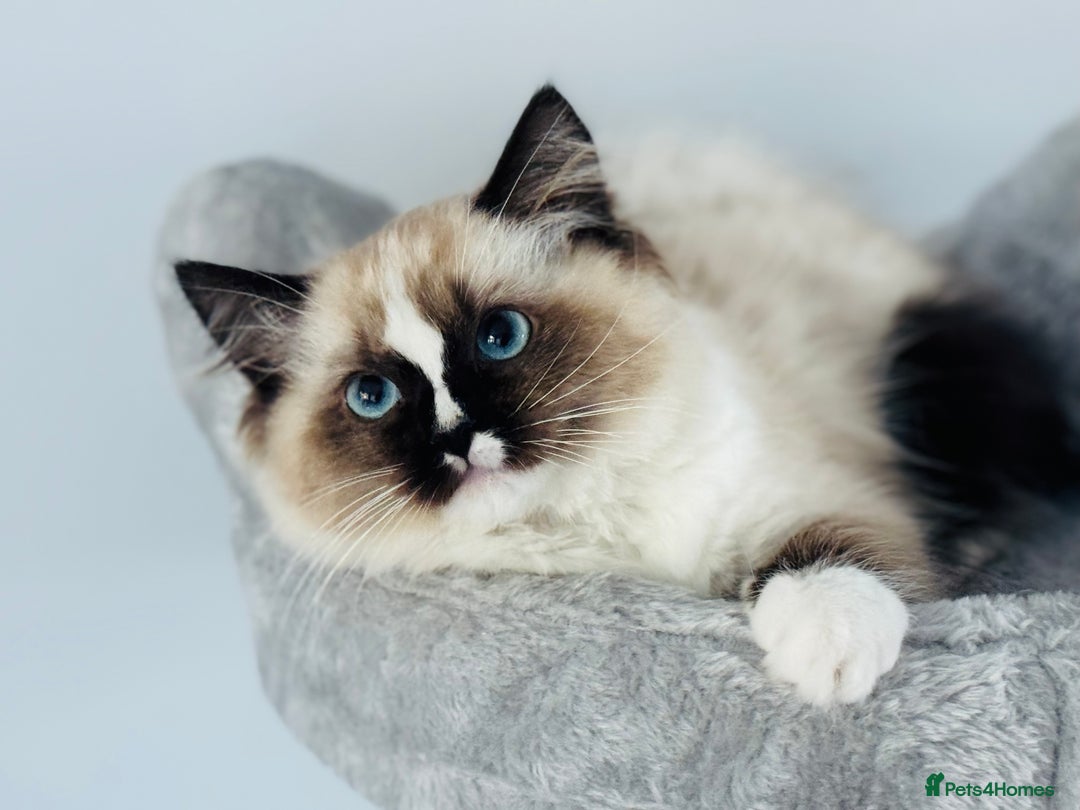 Ragdoll cats for sale: Tica ActiveChampion Blood, Full peddigree Kittens in Leicester - Image 23