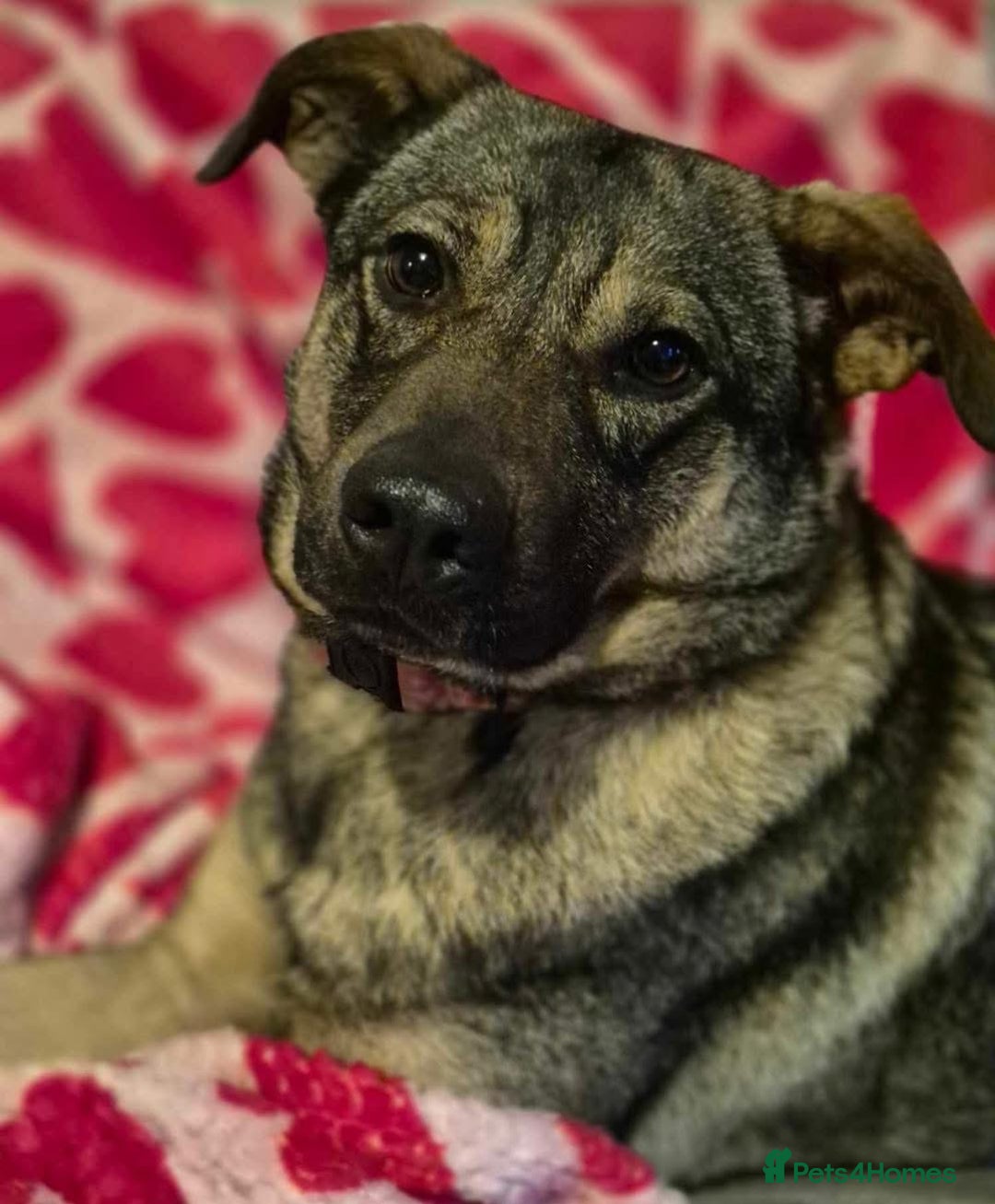 Mixed Breed dogs for adoption: Luna was stood up.... in Kidderminster - Advert 24