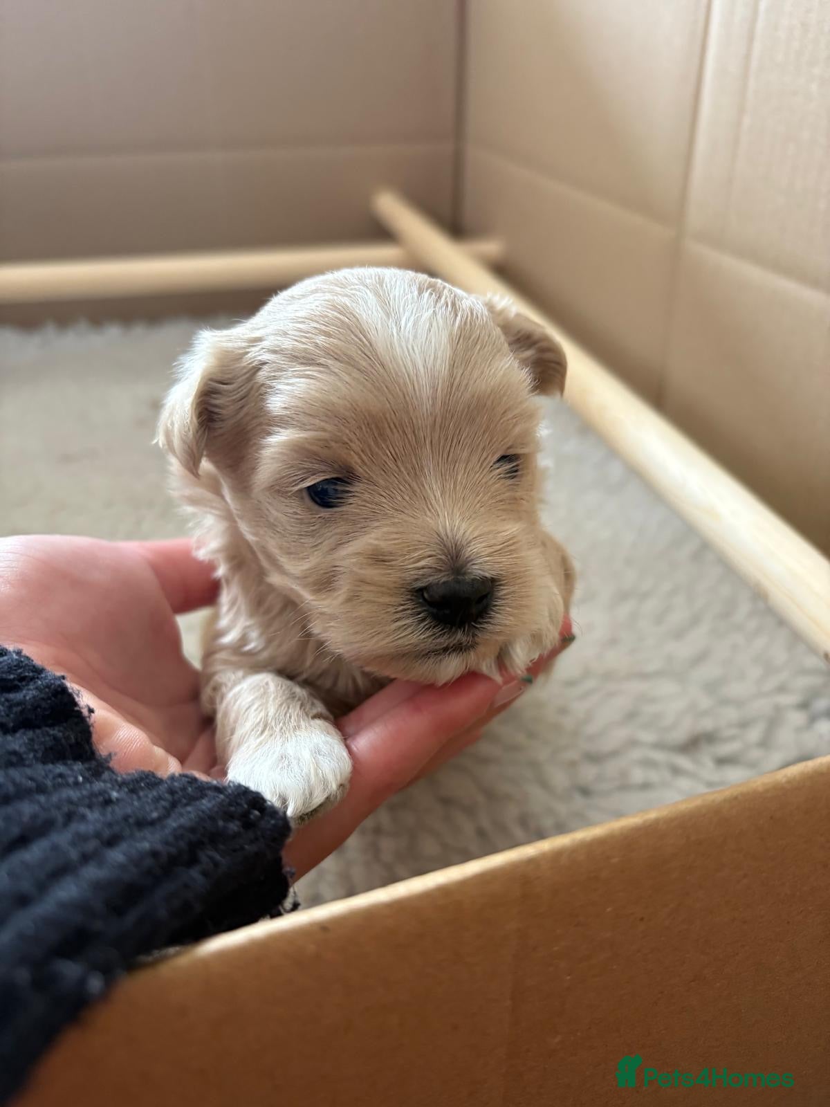 Maltipoo dogs Male Maltipoo puppy, champagne colour ready June  - Advert 7