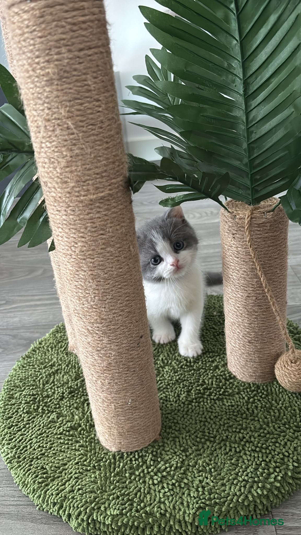 British Shorthair cats 🧸Chunky British Shorthair Kittens🧸 - Advert 2