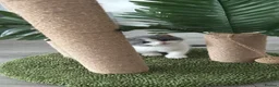 British Shorthair cats for sale: 🧸Chunky British Shorthair Kittens🧸 - Advert 21