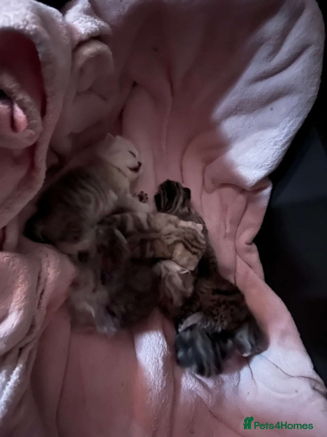 British Shorthair cats for sale: Silver British Shorthair kittens  - Advert 13