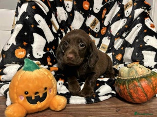 Springador dogs Springerdors puppies - Advert 6