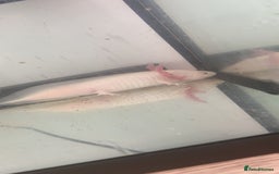 Axolotl reptiles for sale: 1 female 1 male axolotl for sale.  - Image 2