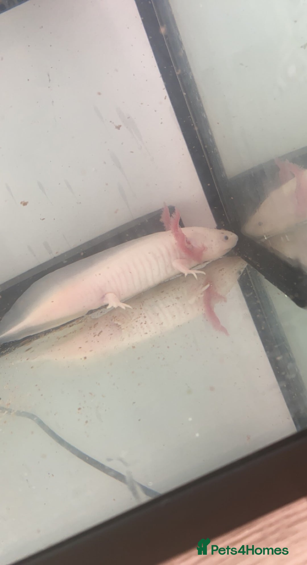 Axolotl reptiles for sale: 1 female 1 male axolotl for sale.  - Image 2