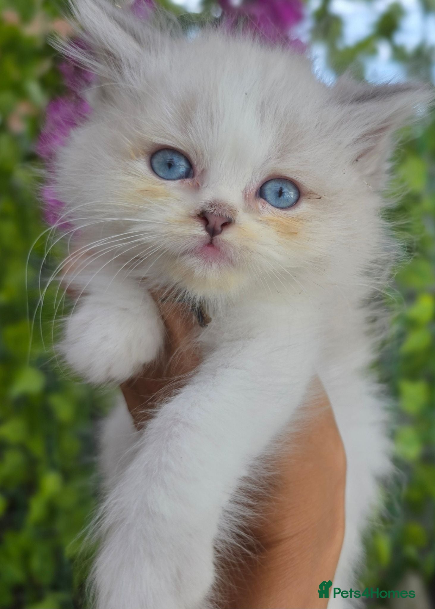 Persian cats Persian x Ragdoll girls - Advert 1