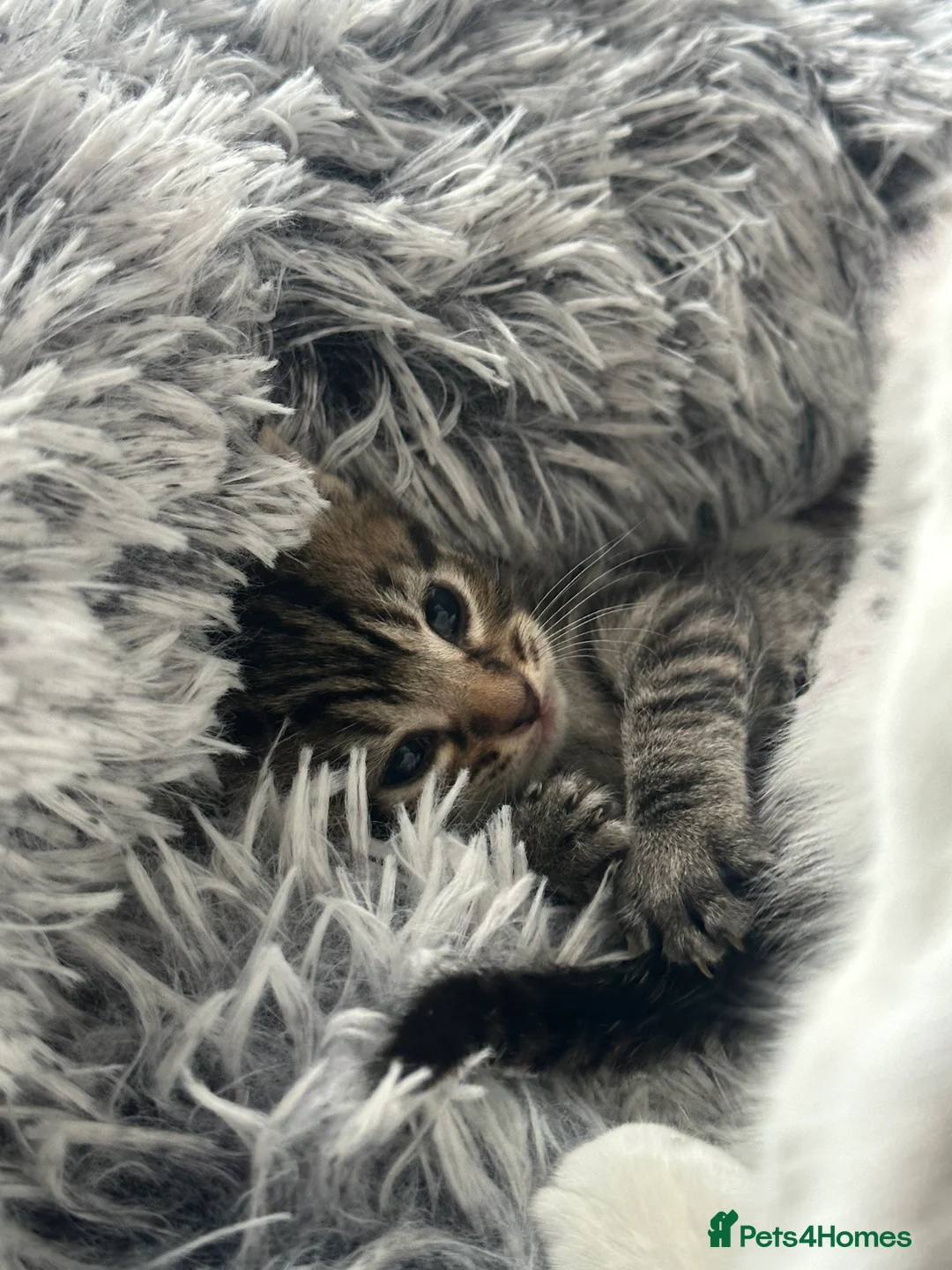 Mixed Breed cats for sale: Mixed male tabby boys  - Advert 9