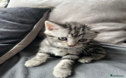 American Shorthair cats for sale: Three beautiful Kittens  - Image 9
