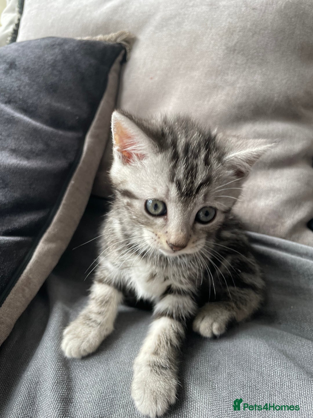 American Shorthair cats for sale: Three beautiful Kittens  - Image 9