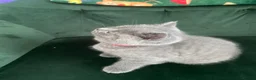 British Shorthair cats for sale: Lovely british shorthair kittens ready for home - Advert 4