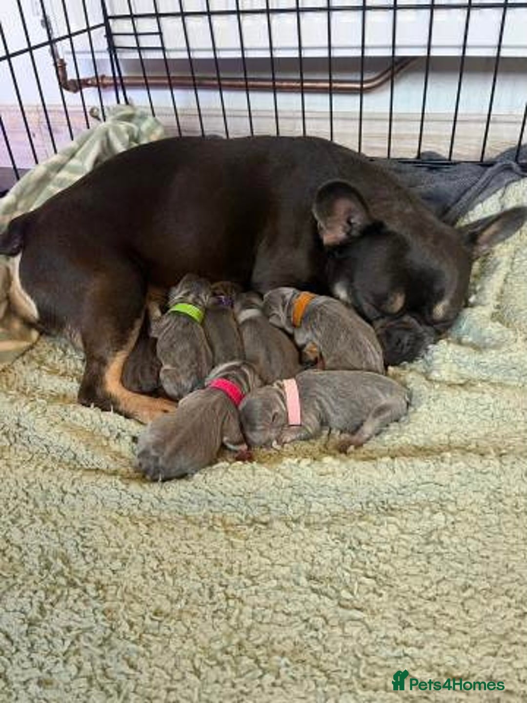 French Bulldog dogs for sale: Quality Stunning Frenchies Bull Puppies  - Advert 1