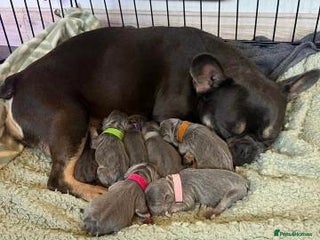 French Bulldog dogs Quality Stunning Frenchies Bull Puppies - Advert 1