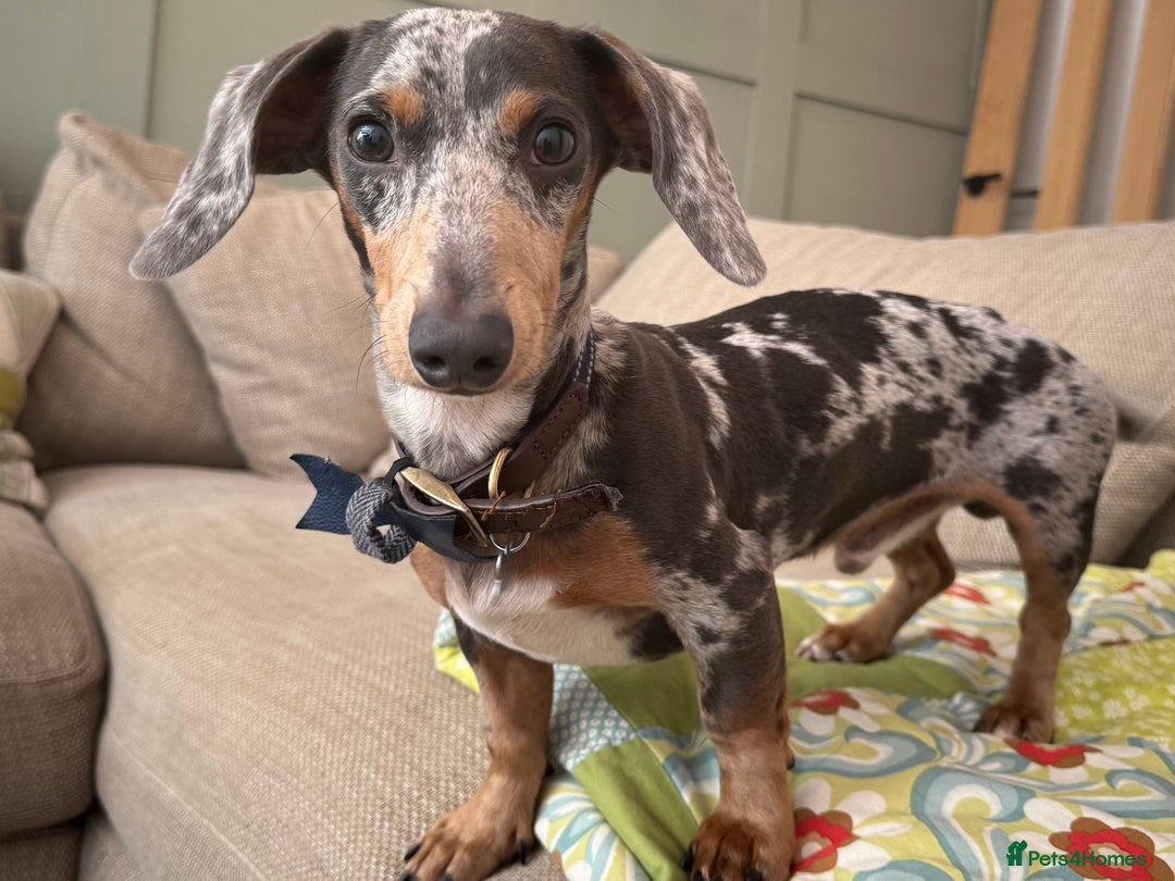 Miniature Dachshund dogs for sale: Male Miniature Dachshund 9 months old  - Image 3