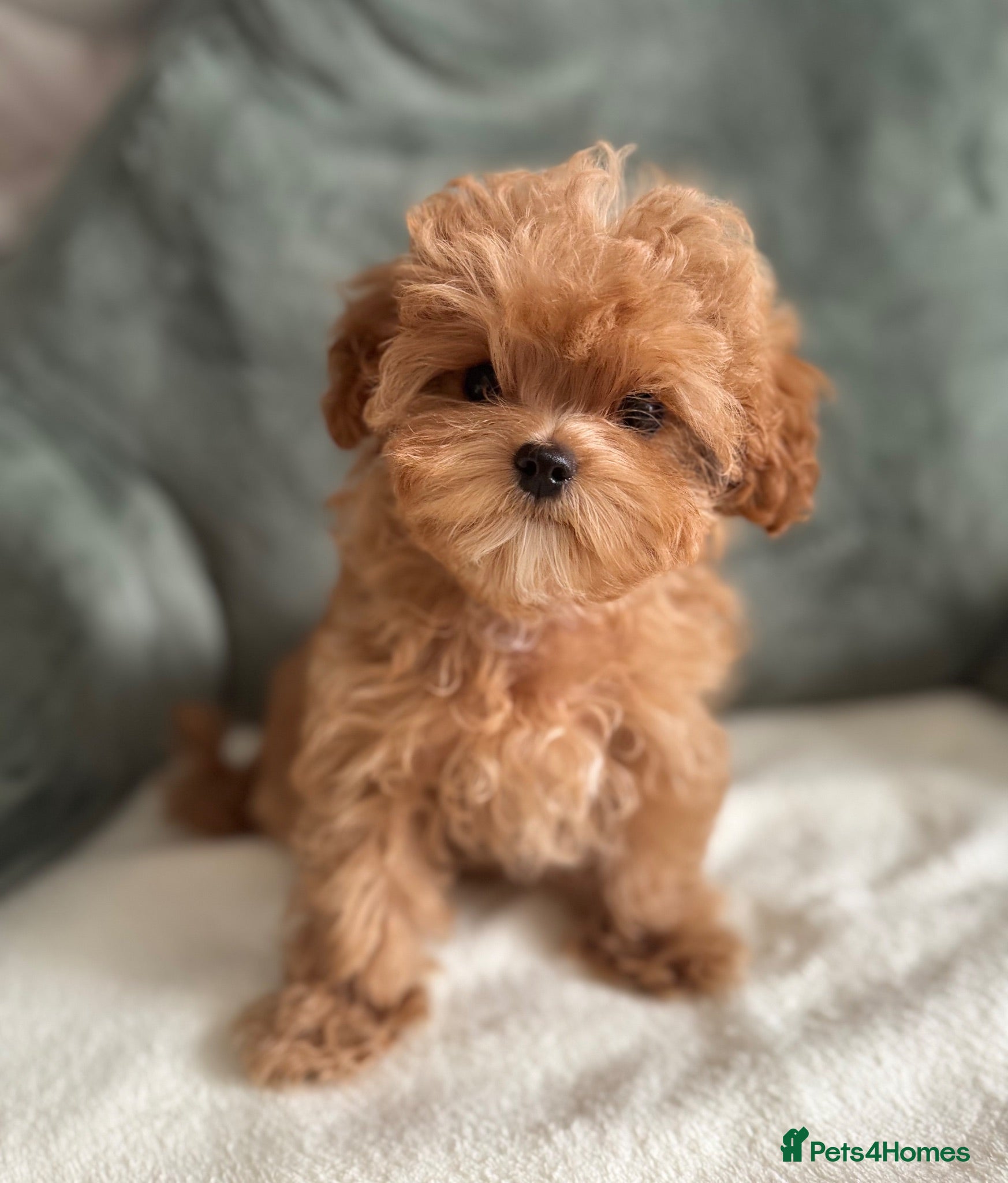 Maltipoo dogs 🧸READY NOW Tiny Asian Maltipoo Girl DNA Clear🧸 - Advert 1
