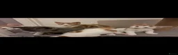 Mixed Breed cats for sale: Kittens for sale! - Advert 10