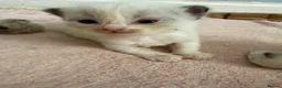 Ragdoll cats for sale: Ragdoll kittens  - Advert 14