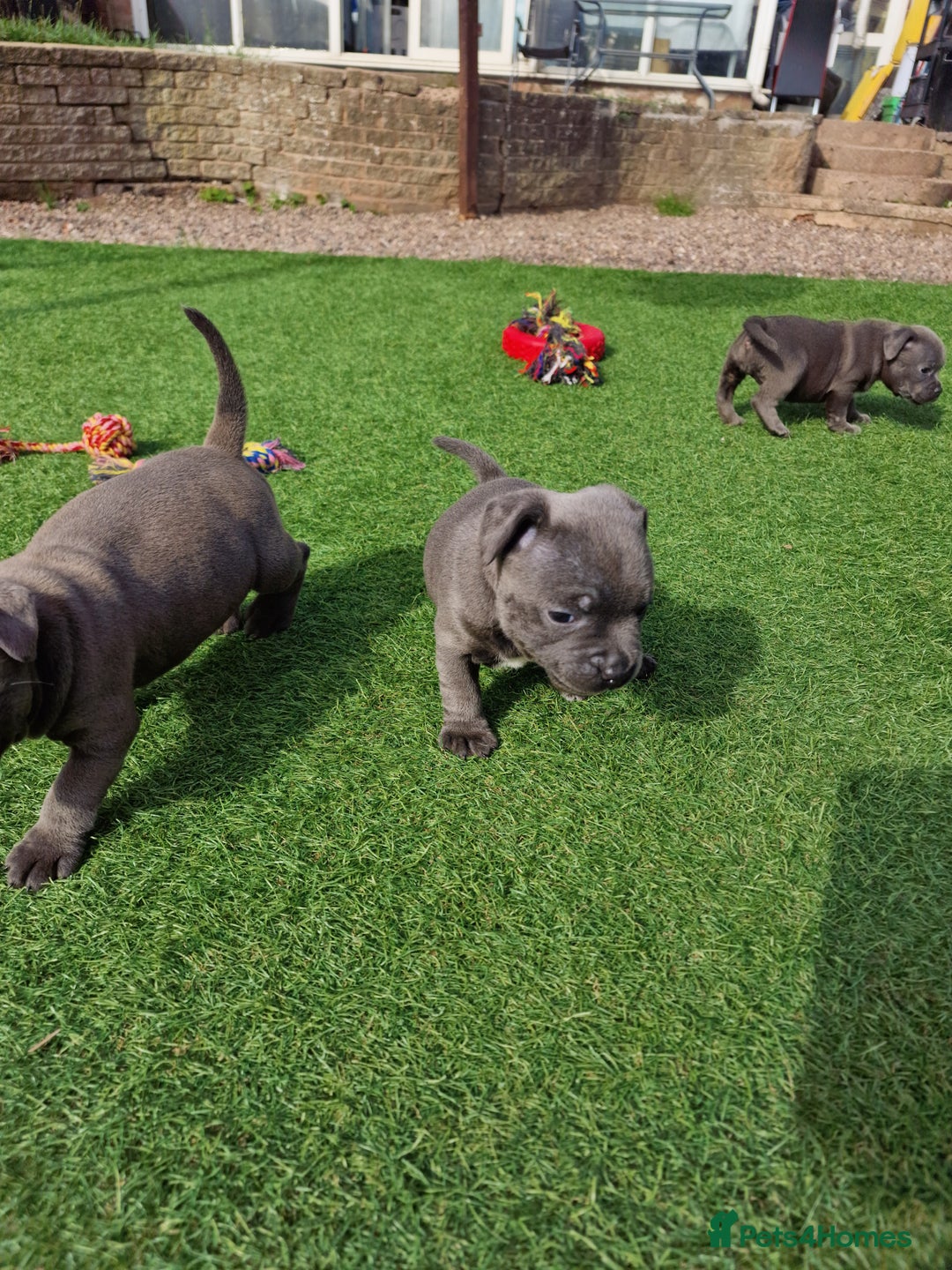 Staffordshire Bull Terrier dogs for sale: 2 female Blue Staffordshire Bull Terrier puppy KC - Image 13