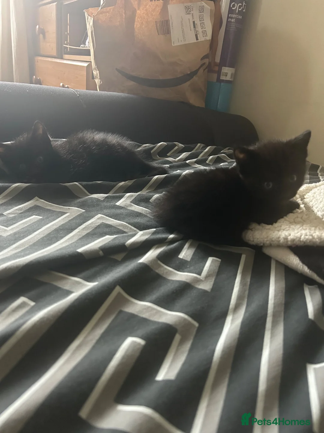 Bombay cats for sale: Adorable Bombay kittens  - Advert 6
