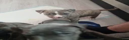 American Bulldog dogs for sale: 2 American Bulldog Puppies Available  - Advert 8