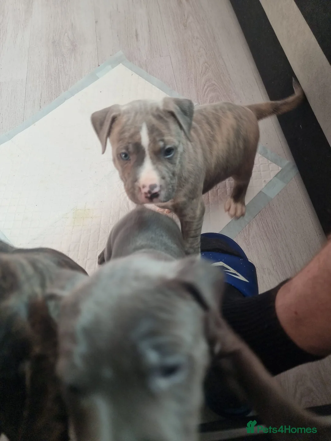 American Bulldog dogs for sale: 2 American Bulldog Puppies Available  - Advert 8