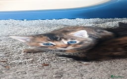 British Longhair cats for sale: Kittens for sale  - Image 3