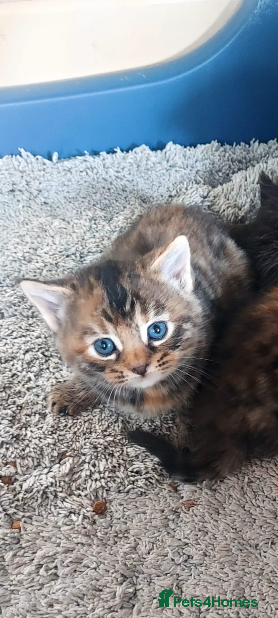 British Longhair cats for sale: Kittens for sale  - Image 3