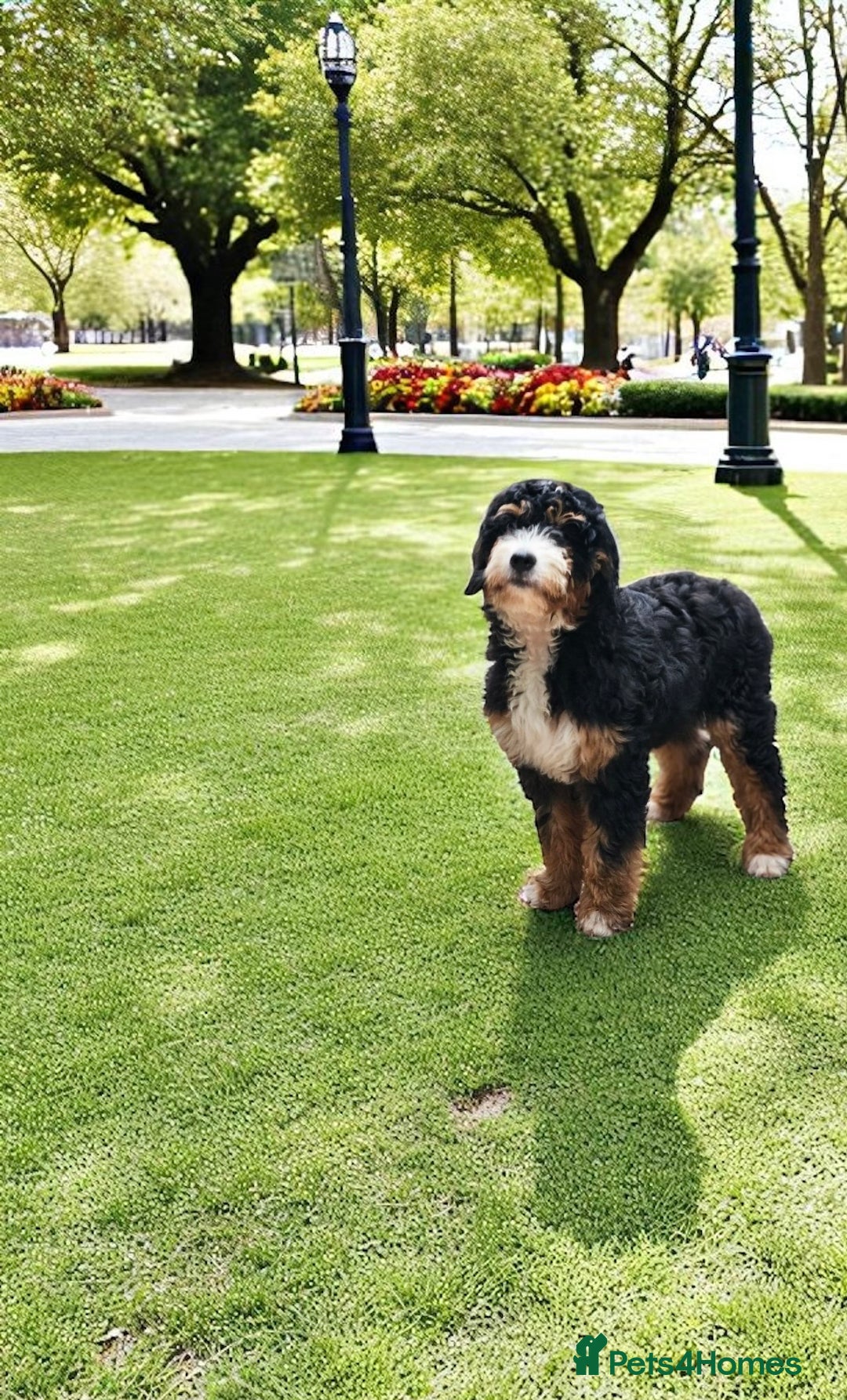 Bernedoodle dogs for sale: Curtabemdoodles Bernedoodles  - Image 2