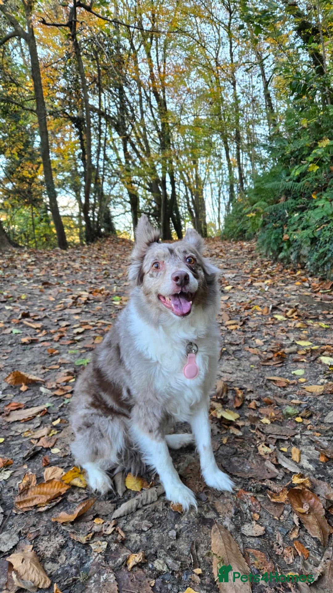 Border Collie dogs for sale: Heartbroken rehome needed - Advert 2