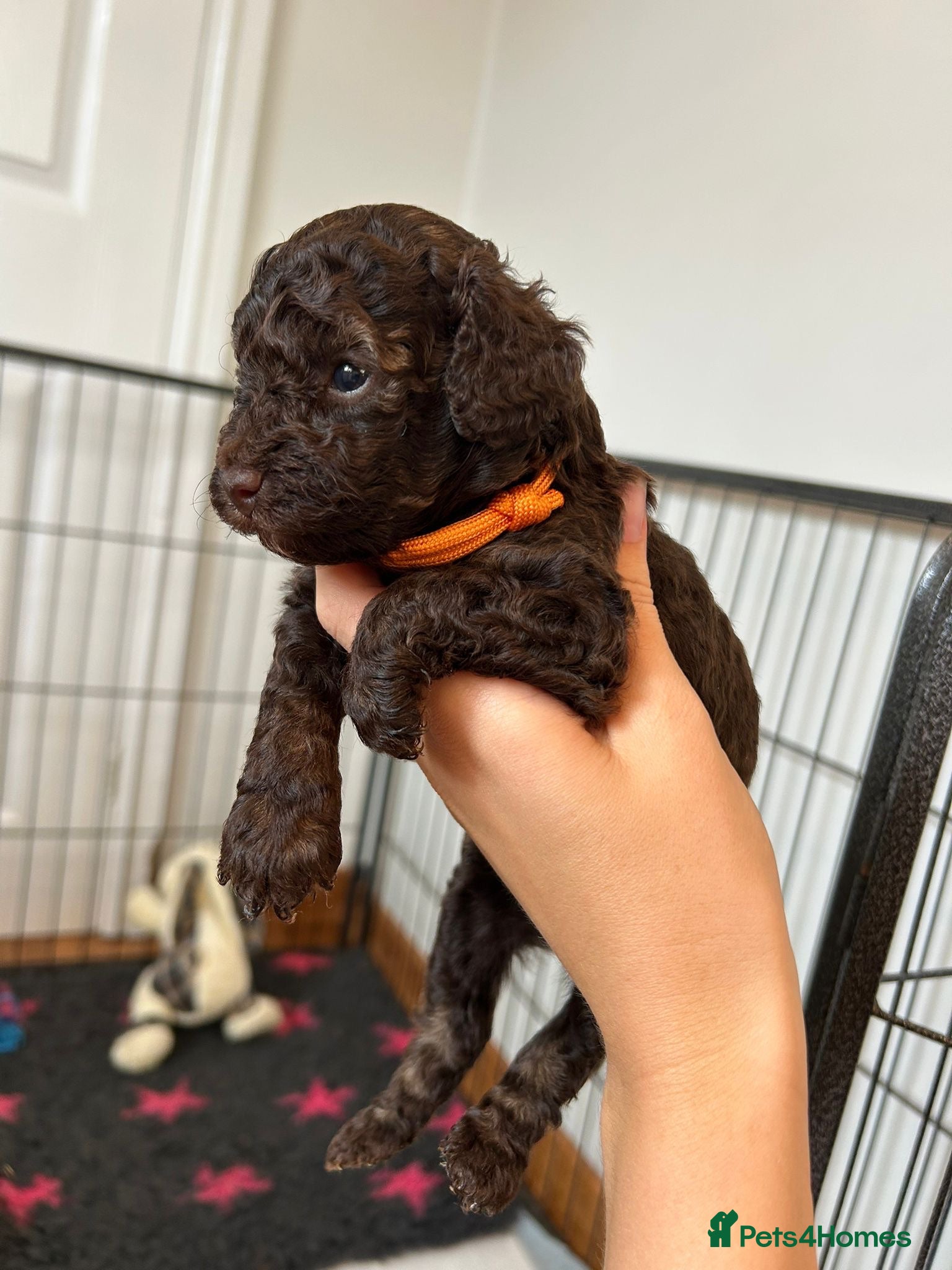 Toy Poodle dogs Chocolate Toy Poodle  - Advert 2