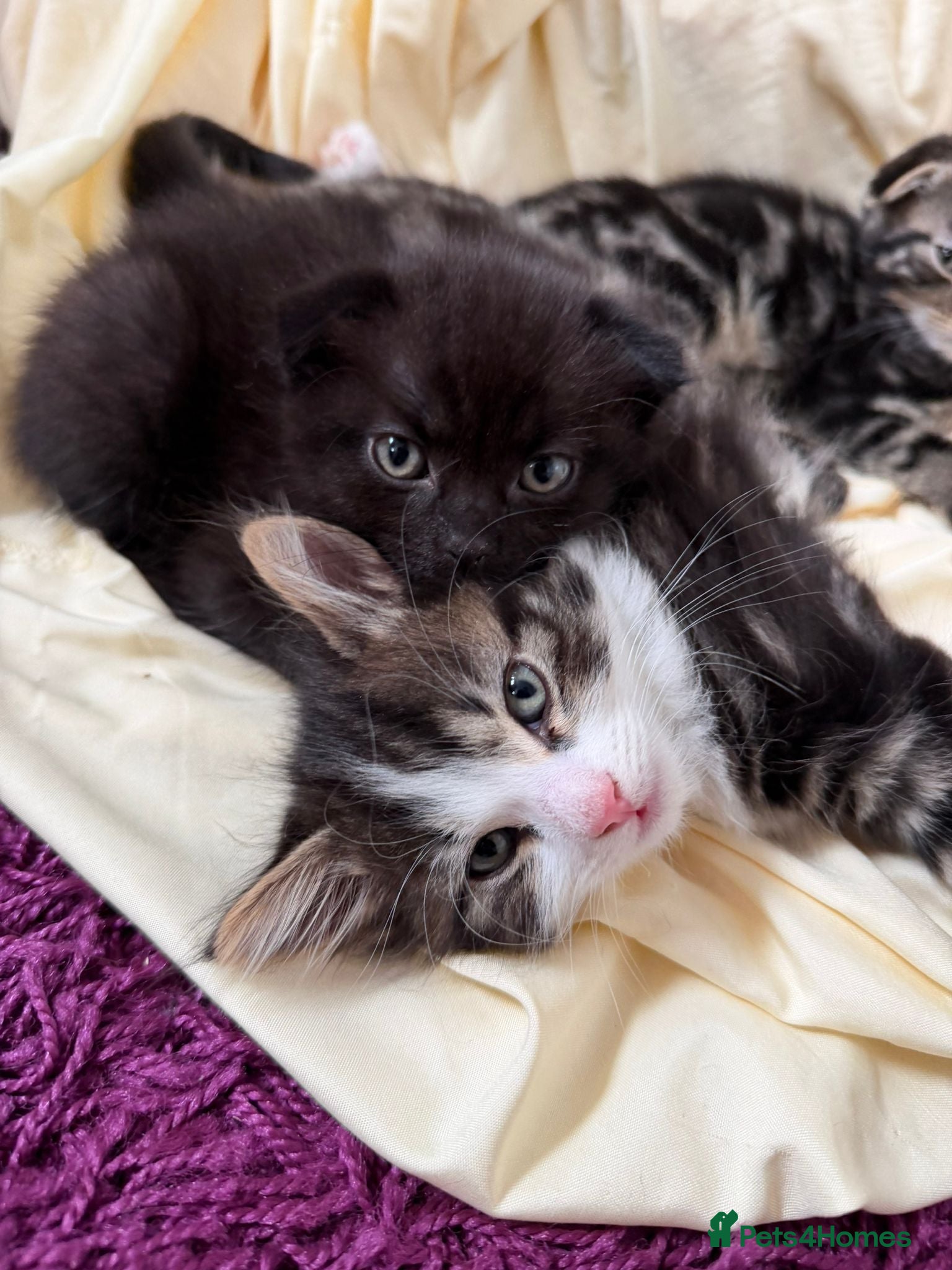 Scottish Fold cats 3 handsome Scottish fold kittens  - Advert 11