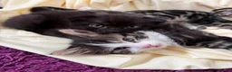 Scottish Fold cats for sale: 3 handsome Scottish fold kittens  - Advert 6