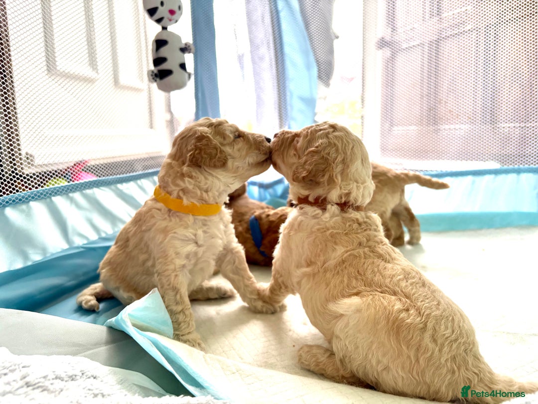 Toy Poodle dogs for sale: Stunning litter of Toy Poodles - Image 34