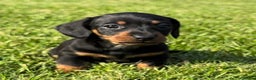 Miniature Dachshund dogs for stud: STUNNING PROVEN KC SILVER DAPPLE  - Advert 9