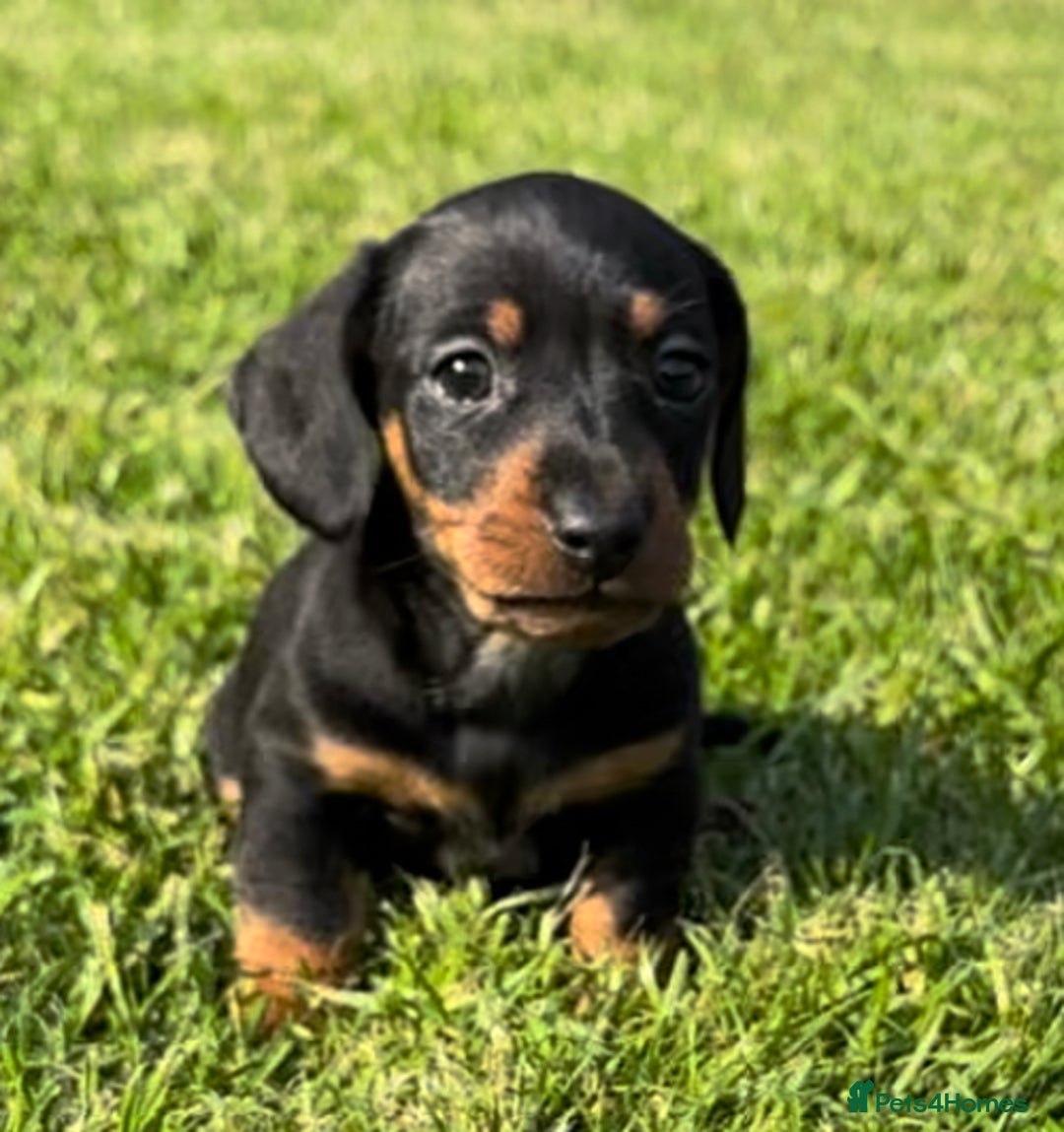 Miniature Dachshund dogs for stud: STUNNING PROVEN KC SILVER DAPPLE  - Advert 9