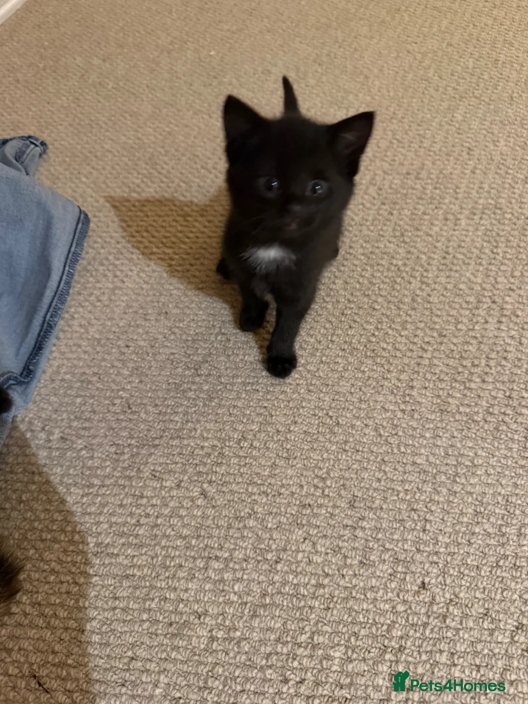 Mixed Breed cats for sale: Kittens for sale  - Advert 9