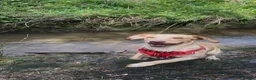 Springador dogs for sale: Springerdor for rehoming - Advert 4
