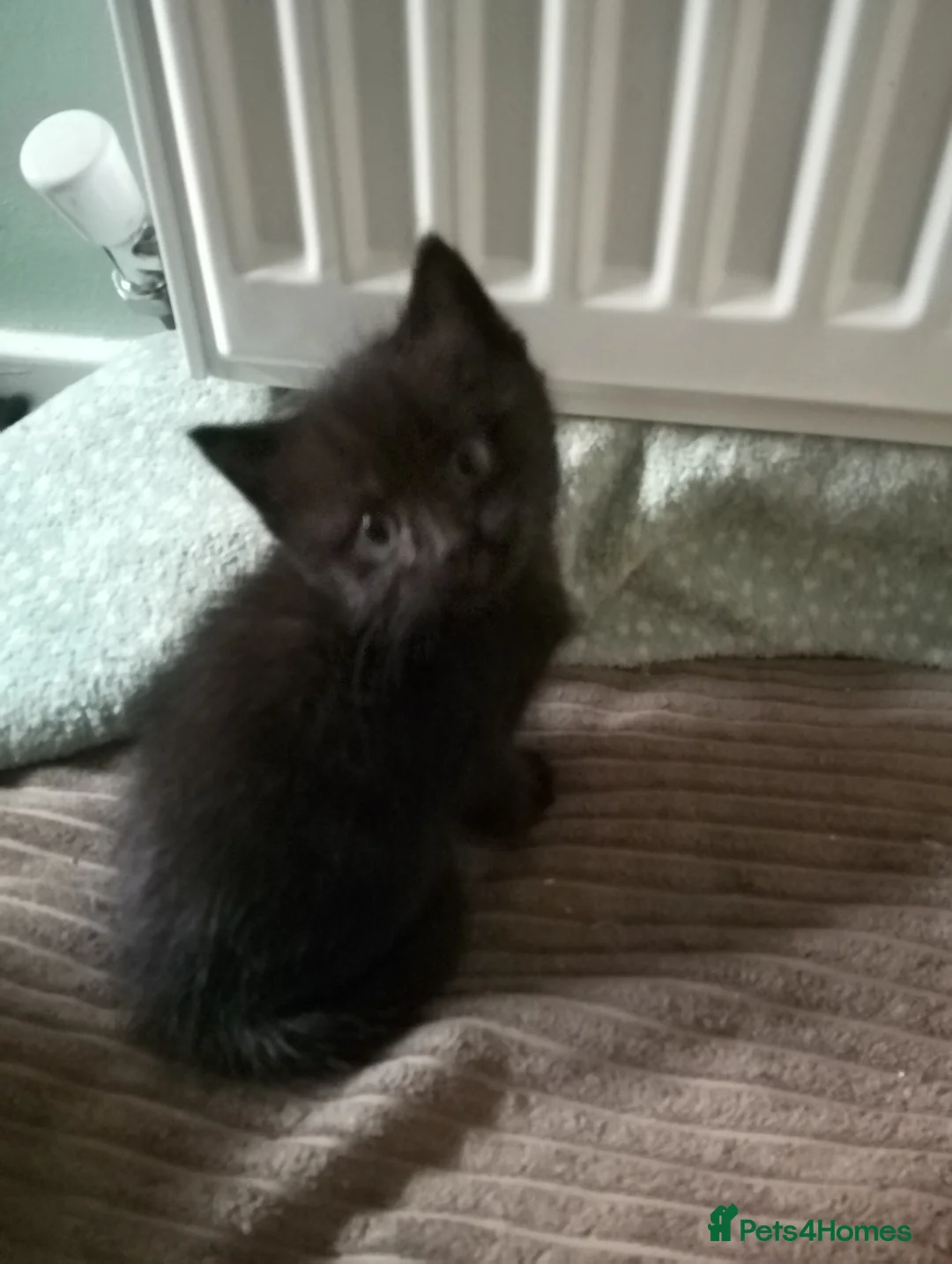 Mixed Breed cats for sale: Beautiful kittens  - Advert 5