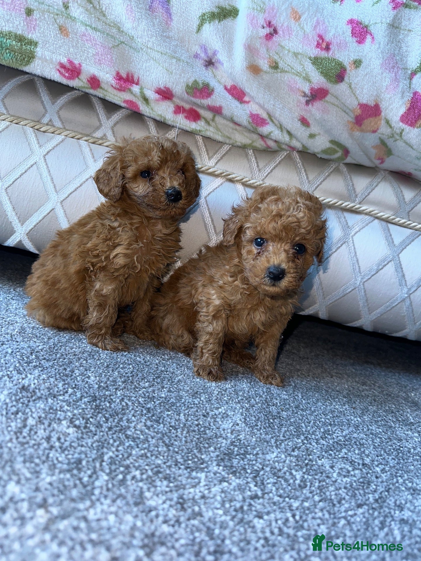Toy Poodle dogs Toy poodle half Asian  - Advert 4