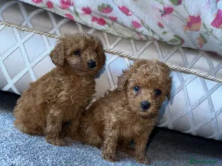 Toy Poodle dogs Toy poodle half Asian - Advert 1
