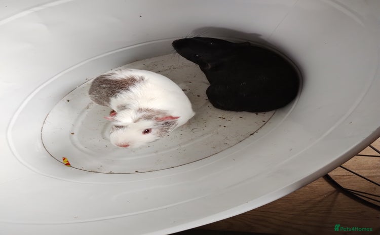 Guinea Pig rodents - Advert 3