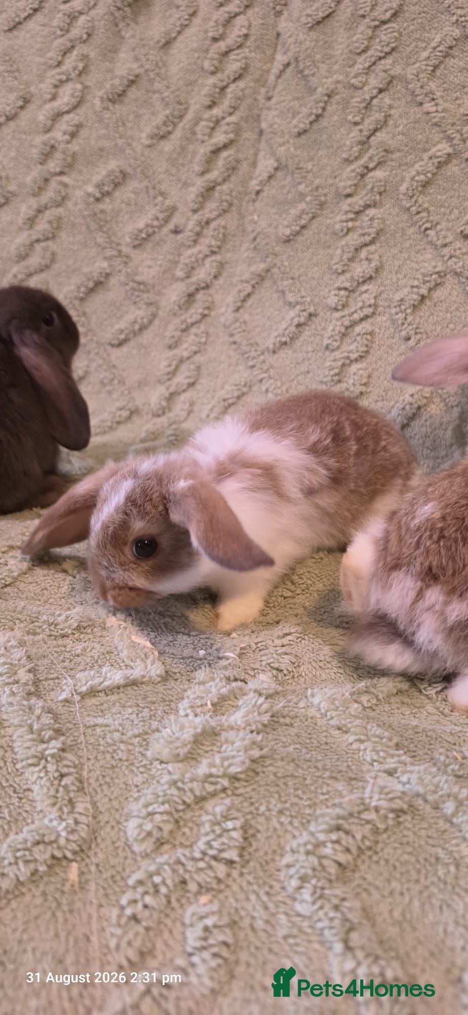 Mixed Breed rabbits Mixed rabbits  - Advert 1