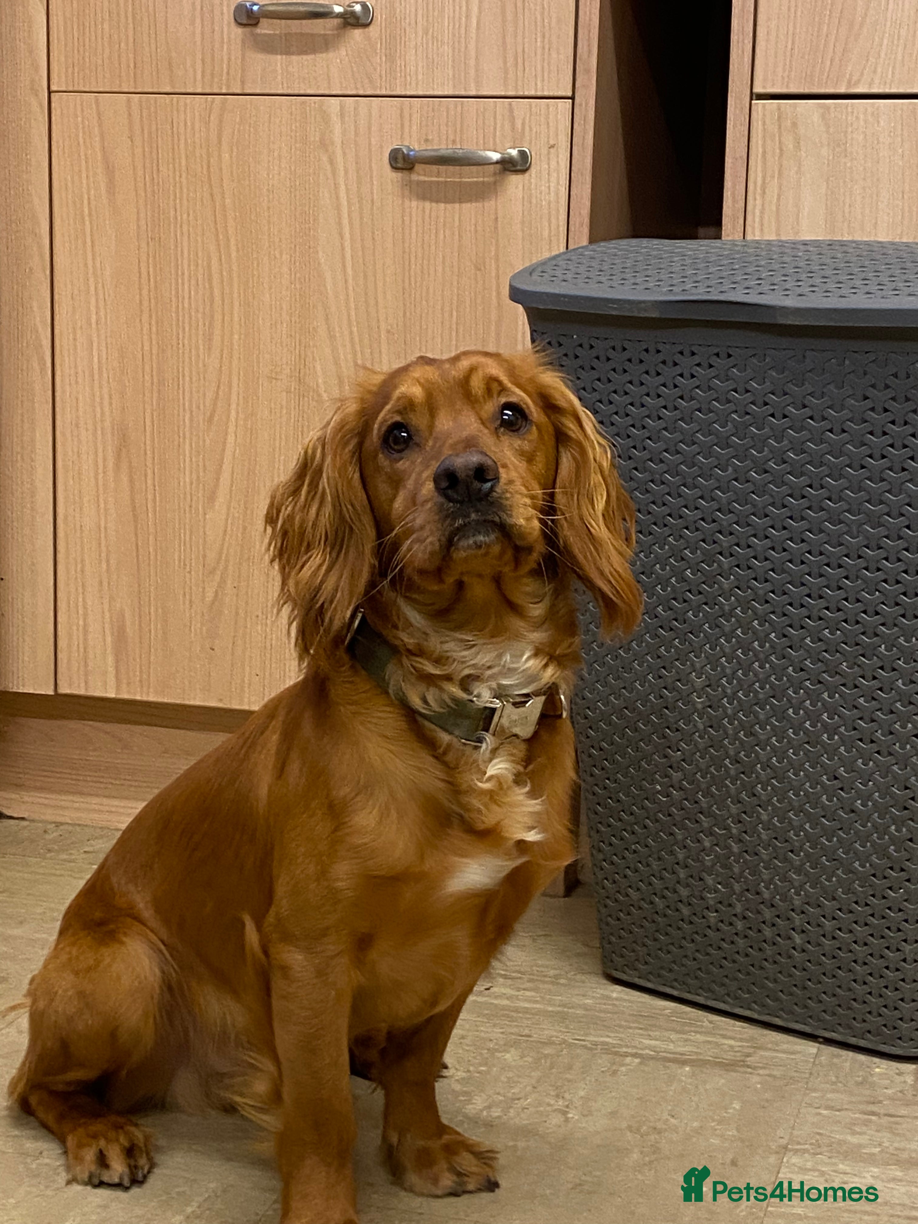 Cocker Spaniel dogs Stunning Deep Red Working Cocker Spaniel at Stud in Diss - Advert 16