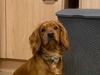 Cocker Spaniel dogs Stunning Deep Red Working Cocker Spaniel at Stud in Diss - Advert 6