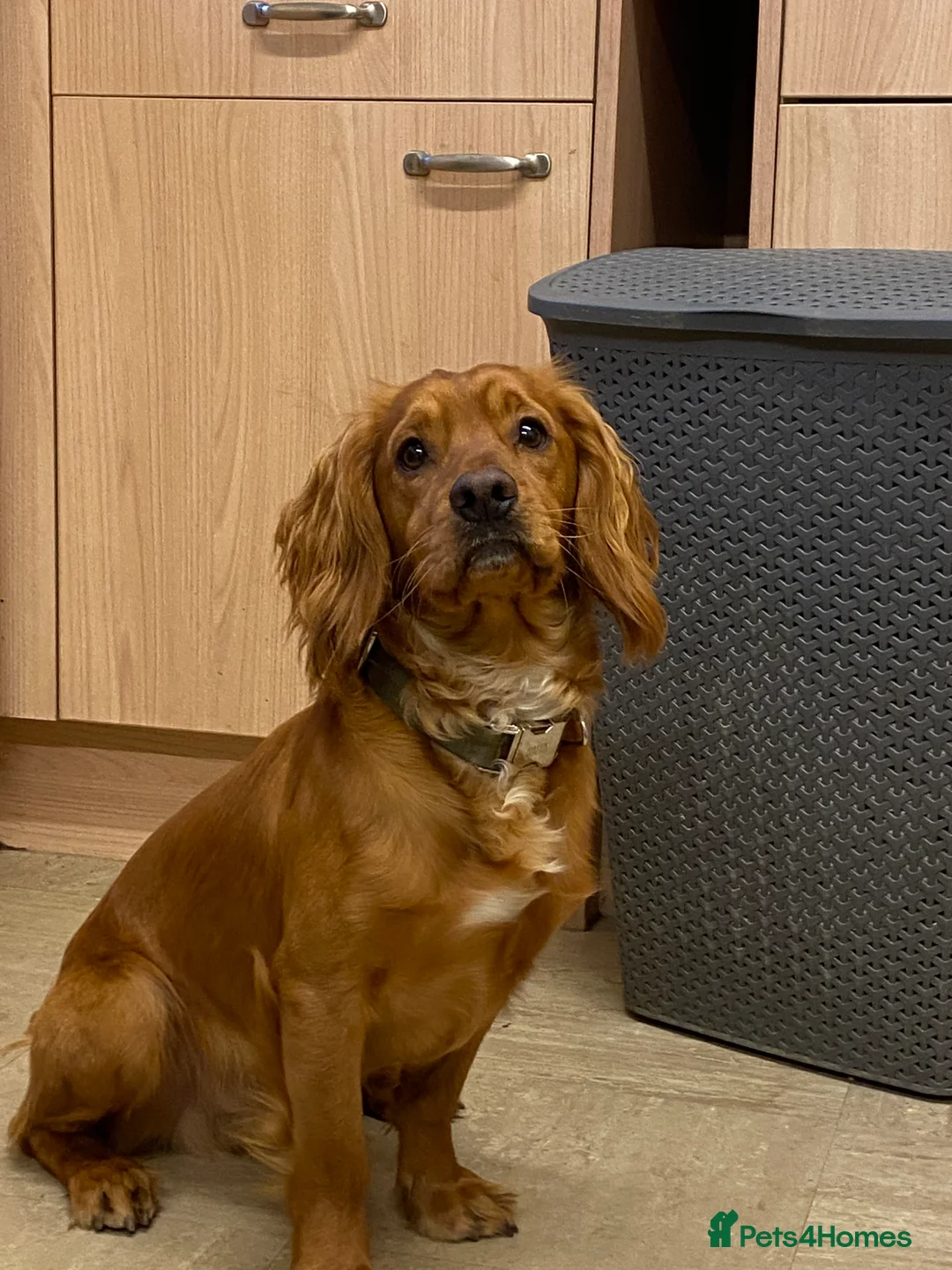 Cocker Spaniel dogs for stud: Stunning Deep Red Working Cocker Spaniel at Stud in Diss - Advert 1