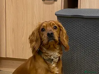 Cocker Spaniel dogs Stunning Deep Red Working Cocker Spaniel at Stud in Diss - Advert 11